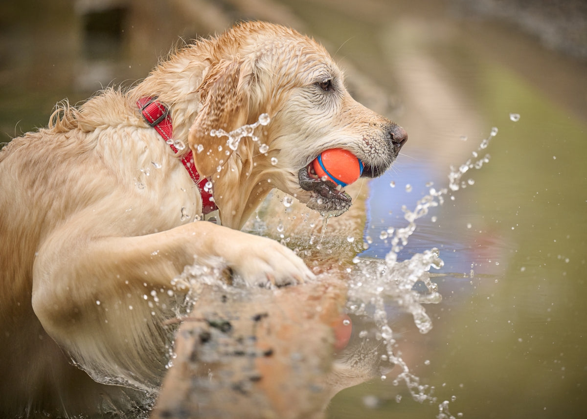 a dog playing with a ball in the water
