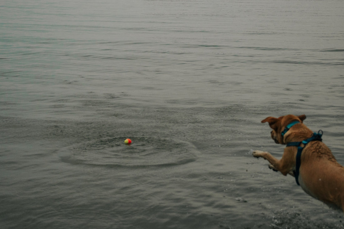 a dog playing with a ball in the water