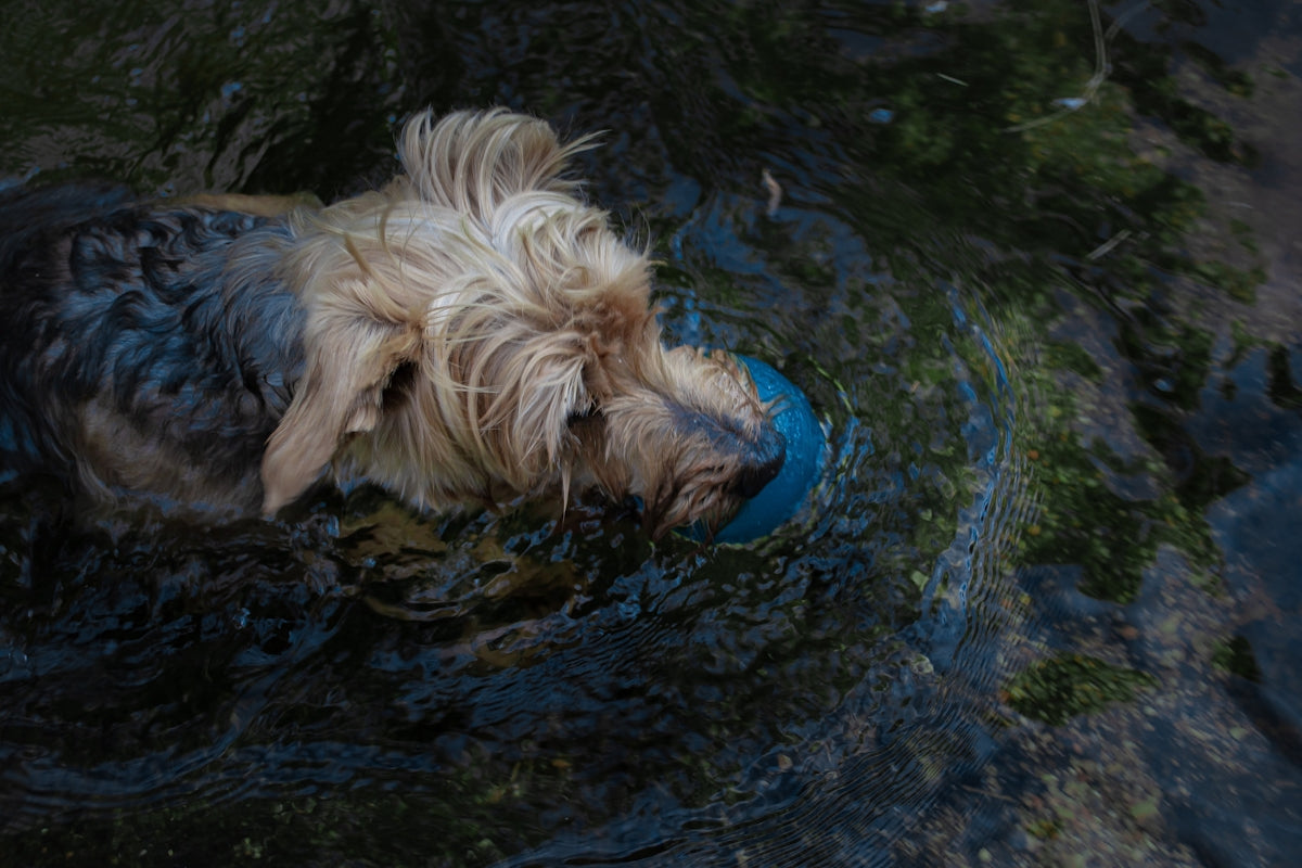 a dog swimming in water