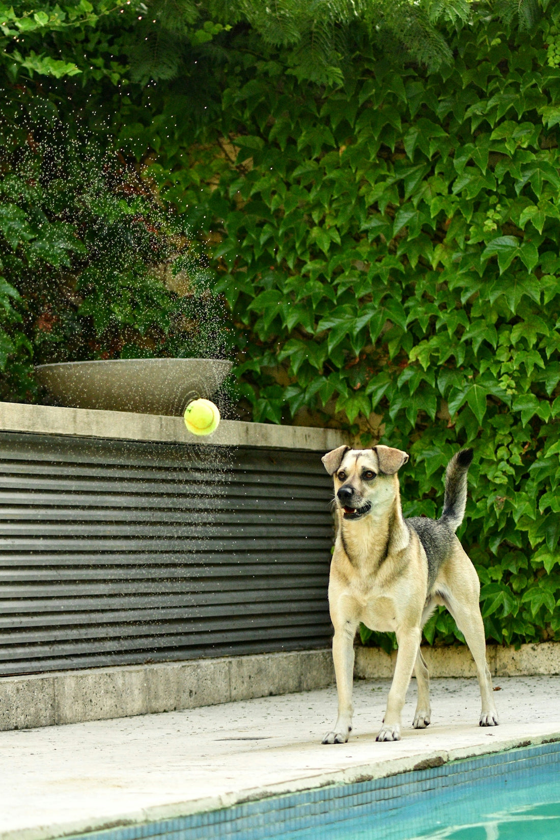 a dog standing next to a pool with a tennis ball in it's mouth
