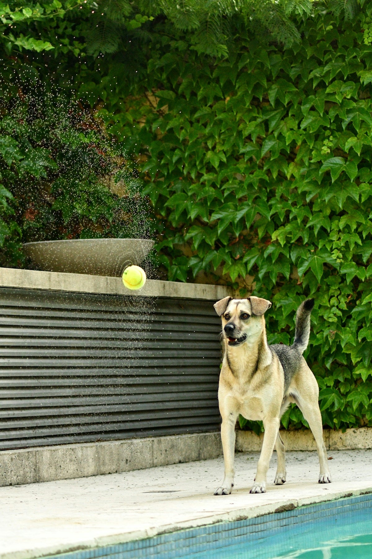 a dog standing next to a pool with a tennis ball in it's mouth