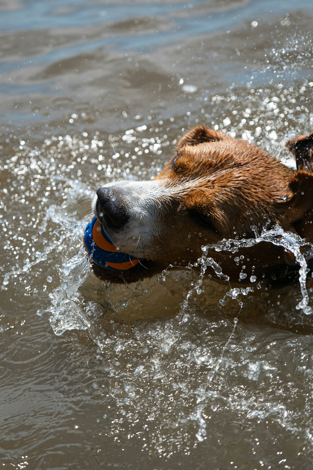 a dog swimming in the water with a ball in its mouth