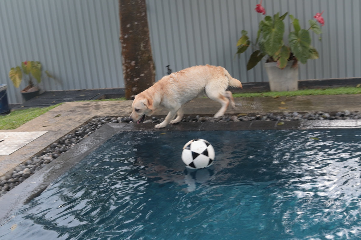 a dog playing with a soccer ball in a pool