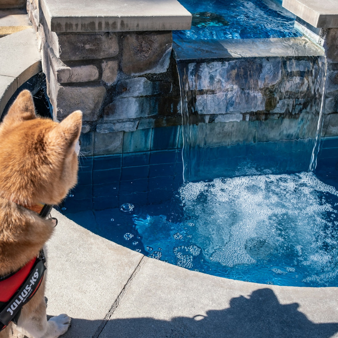 Dog looks at a cascading water feature