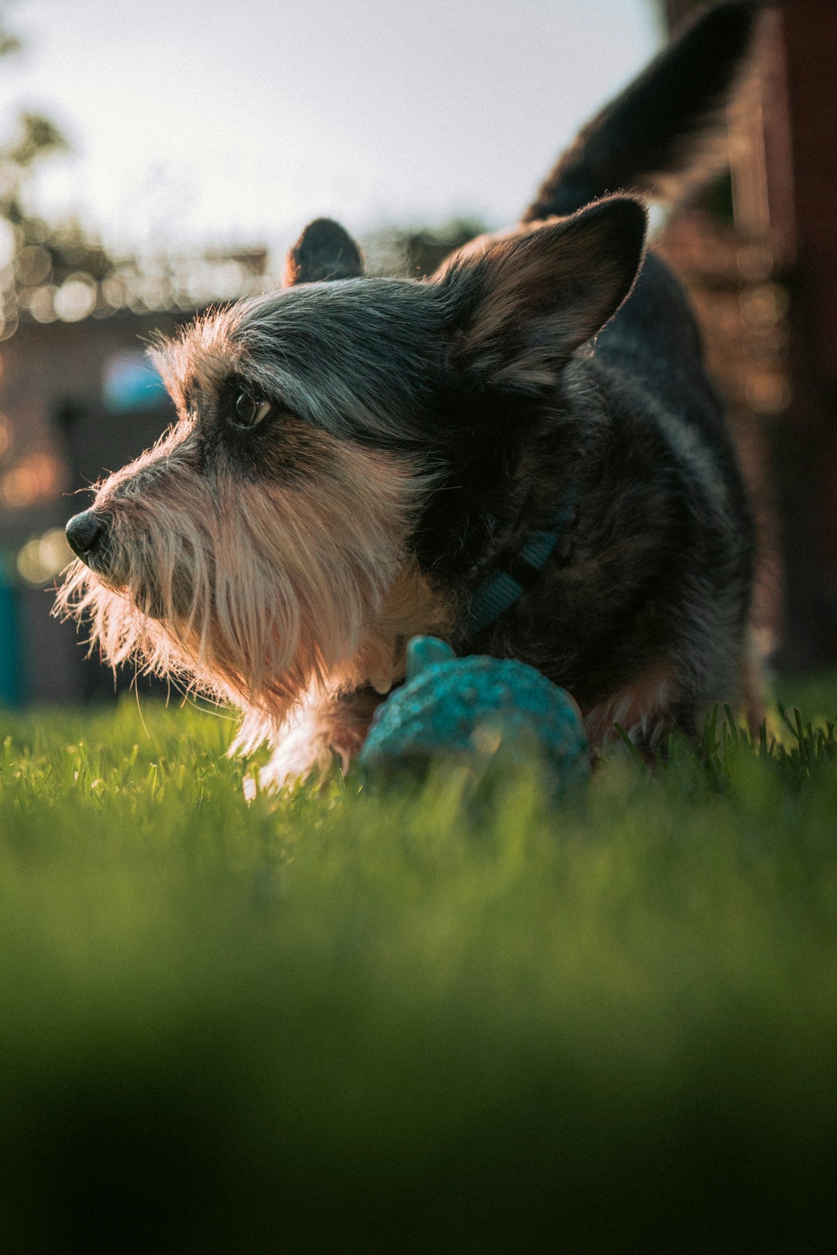 A scruffy dog plays with a toy on grass.
