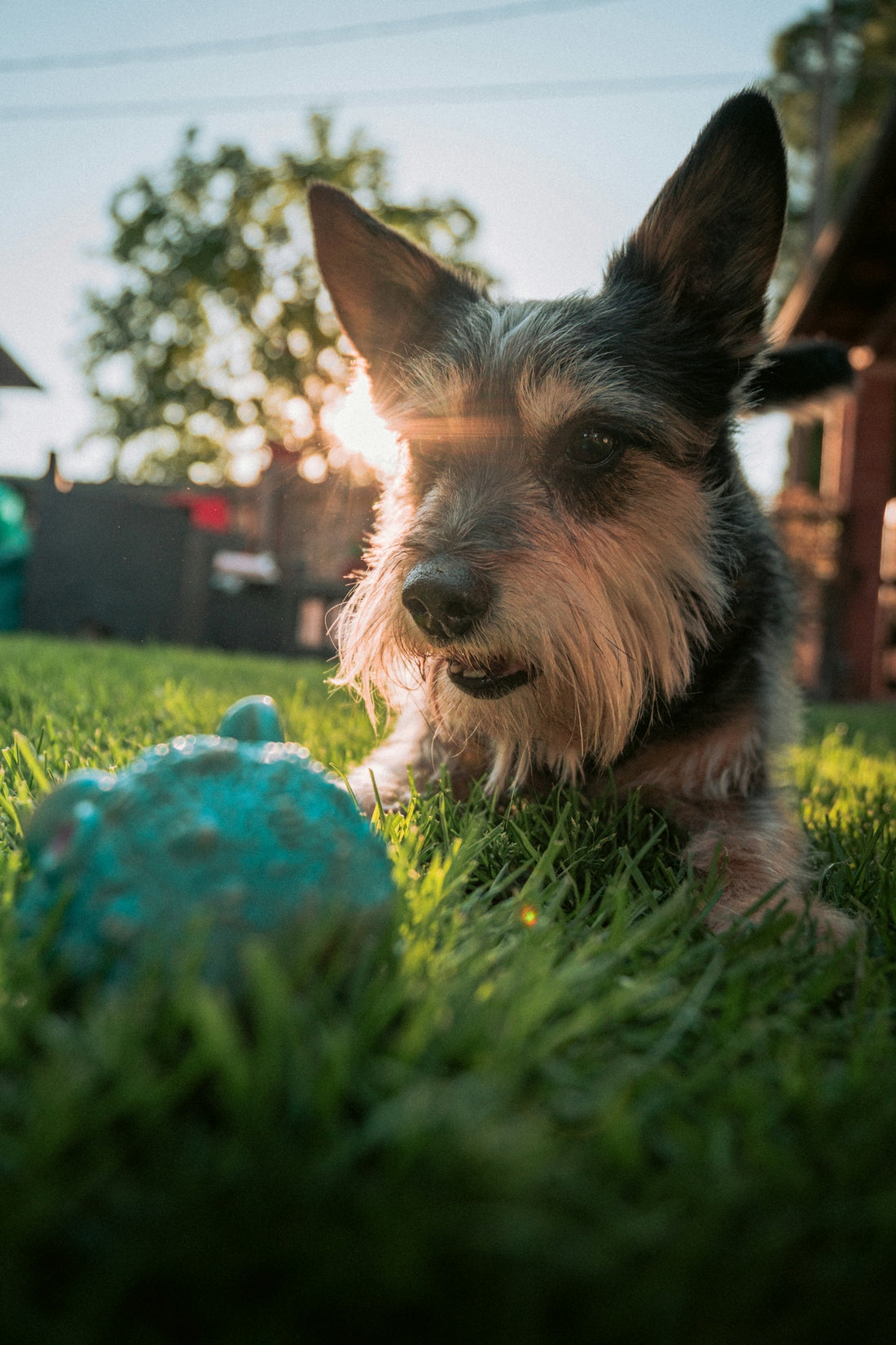 A small dog lies on grass with a toy.